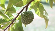 Ce fruit bien connu pourrait contribuer à prévenir le cancer et les accidents vasculaires cérébraux.
