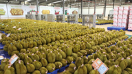 Trung Quốc tăng nhập sầu riêng Việt Nam, ngôi vương của Thái Lan bị đe dọa