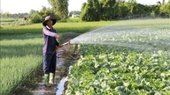 Os agricultores estão ocupados plantando vegetais e outras culturas em preparação para o Tet (Ano Novo Lunar).