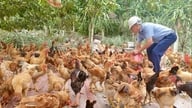 현지 특산물인 리엔민 닭고기는 연말 시즌에 수요가 높습니다.