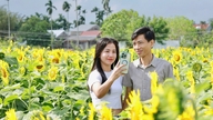 ចម្ការផ្កាឈូករ័ត្នទាក់ទាញភ្ញៀវទេសចរនៅខេត្តក្វាងង៉ាយ។