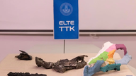 Sarvipäinen dinosaurukset elivät Euroopassa myöhäisellä liitukaudella.