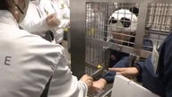 Japanske zoologiske haver har personale, der 'klæder sig ud' som pandaer.