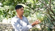 Vinh An tarımsal gücünden faydalanıyor.