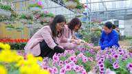 Le marché des fleurs et des plantes ornementales pour le Têt (Nouvel An lunaire) est en pleine effervescence.