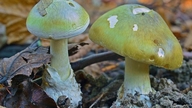 Woman hospitalized after eating mushrooms picked from her garden.