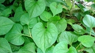 Medicinske virkninger af Houttuynia cordata