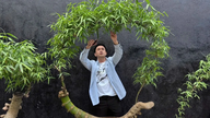 Mengubah batang bambu yang berbelit-belit menjadi mahakarya bonsai yang unik.
