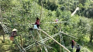 Wertsteigerung des Shan Tuyet-Tees auf dem Gipfel des Chieu Lau Thi