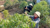 Đào An Hưng 'trút lá' chờ đón Xuân