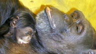 Japão: Chimpanzé 'gênio', alfabetizado e capaz de distinguir códigos de cores, morre aos 49 anos.