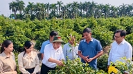 Ho-Chi-Minh-Stadt: Aufbau eines modernen städtischen und ländlichen Landwirtschaftssystems und zivilisierter Bauern.