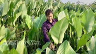 Khoái Châun kylä, joka tunnetaan lehtiin käärityistä riisikakuistaan, kuhisee toimintaa Tet-lomakauden aikana.