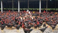 New opportunities from the free-range chicken farming model.