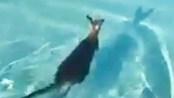 Känguru smyger in i en lazy river-park och hamnar oväntat på amerikansk tv.