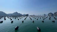 A Cooperativa Quang Ninh está enfrentando o desafio da aquicultura marinha.