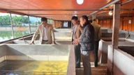 El cultivo de anguilas sin lodo, complementado con hierbas, abre un camino hacia la prosperidad para los agricultores de Nguyen Giap.