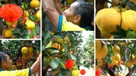 Dien-pomelo's, geprijsd op 100 miljoen VND per paar, zijn aangekomen in Ho Chi Minh-stad.