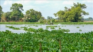 Dealing with water hyacinth on the Vam Co Dong River: From reactive to proactive measures.