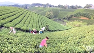 Ladang hijau, lingkungan bersih