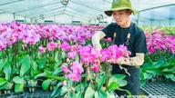 Landmænd i Hai Phong 'tvinger' Phalaenopsis-orkideer til at blomstre lige på Tet (månenytår) takket være teknologi.