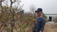 Hai Phong, "hovedstaden" for ferskenblomstdyrkning, er genoplivet og klar til at betjene Tet-markedet.