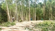 "Vietnamilaisen puun" sertifiointi: Mahdollisuus nostaa Nghe Anin puuteollisuutta