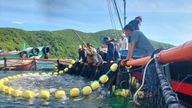 Khanh Hoa sta ottenendo risultati rivoluzionari nell'acquacoltura ad alta tecnologia, modernizzando la pesca sostenibile.