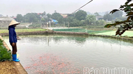 Musim ikan kap merah yang sibuk
