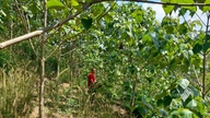 Membuka jalan untuk pembangunan hutan balak yang besar.