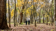Admirați singura plantație de arbori de cauciuc veche de 120 de ani din Vietnam.