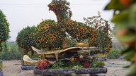 Unique bonsai tree shaped like a horse, priced at tens of millions of VND, for the Lunar New Year of the Horse.