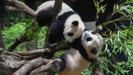 Visszahívták a „Panda-nagykövetet”: nagy kérdőjel a japán-kínai kapcsolatokban