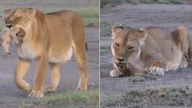 পশু জগৎ: যে মুহূর্তে একটি সিংহী তার নিজের শাবককে খেয়ে ফেলে