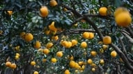 ہنوئی: گھوڑے کے نئے قمری سال سے پہلے، سنہری رنگوں سے مزین Dien pomelos کا دارالحکومت دریافت کریں۔
