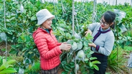 Ha Nam-guavaer er i sæson til Tet (månenytår).