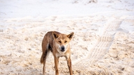 K'gari Island: Australien udrydder dingo-flok efter turists død.