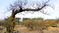 Đào, quất An Dương đón Tết