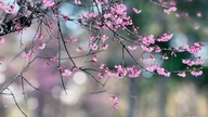 Dalats kirsebærblomster står i fuldt flor, og turister strømmer til bjergbyen for at nyde et roligere tempo i livet.