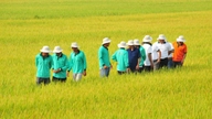 Can Tho planeja cultivar quase 180.000 hectares de arroz de alto rendimento e alta qualidade.