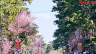 ピンク色に染まるダラット：2026年春の最も美しい桜の見頃ルート