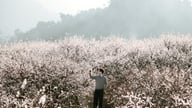 Moc Chau i sæsonen med hvide blommer: 5 fotosteder, du absolut skal besøge.