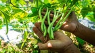Plantatorzy warzyw, którzy pozbierali się po klęskach żywiołowych, mają nadzieję na udane zbiory podczas Tet (Księżycowego Nowego Roku).