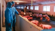 Monitore a criação de suínos em áreas com alta população de morcegos frugívoros para prevenir a disseminação do vírus Nipah.