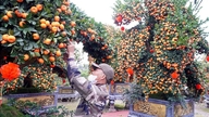 Blomster- og prydplantelandsbyerne er i den sidste fase af forberedelserne til det kinesiske nytår.