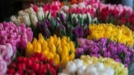 クアンバ花市場は春の色彩であふれ、ハノイ市民で賑わっている。