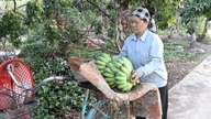 Landmændene har en rekordstor bananhøst til Tet (månenytår).