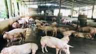 Dong Nai: Tightening quarantine and slaughter control measures for animals during the 2026 Lunar New Year.