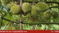 El durián vietnamita está cosechando un gran éxito en China.