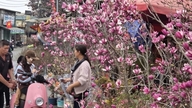 ベトナムの旧正月（テト）の時期には、花好きの方々にとって、モクレンの花もまた魅力的な選択肢となるでしょう。